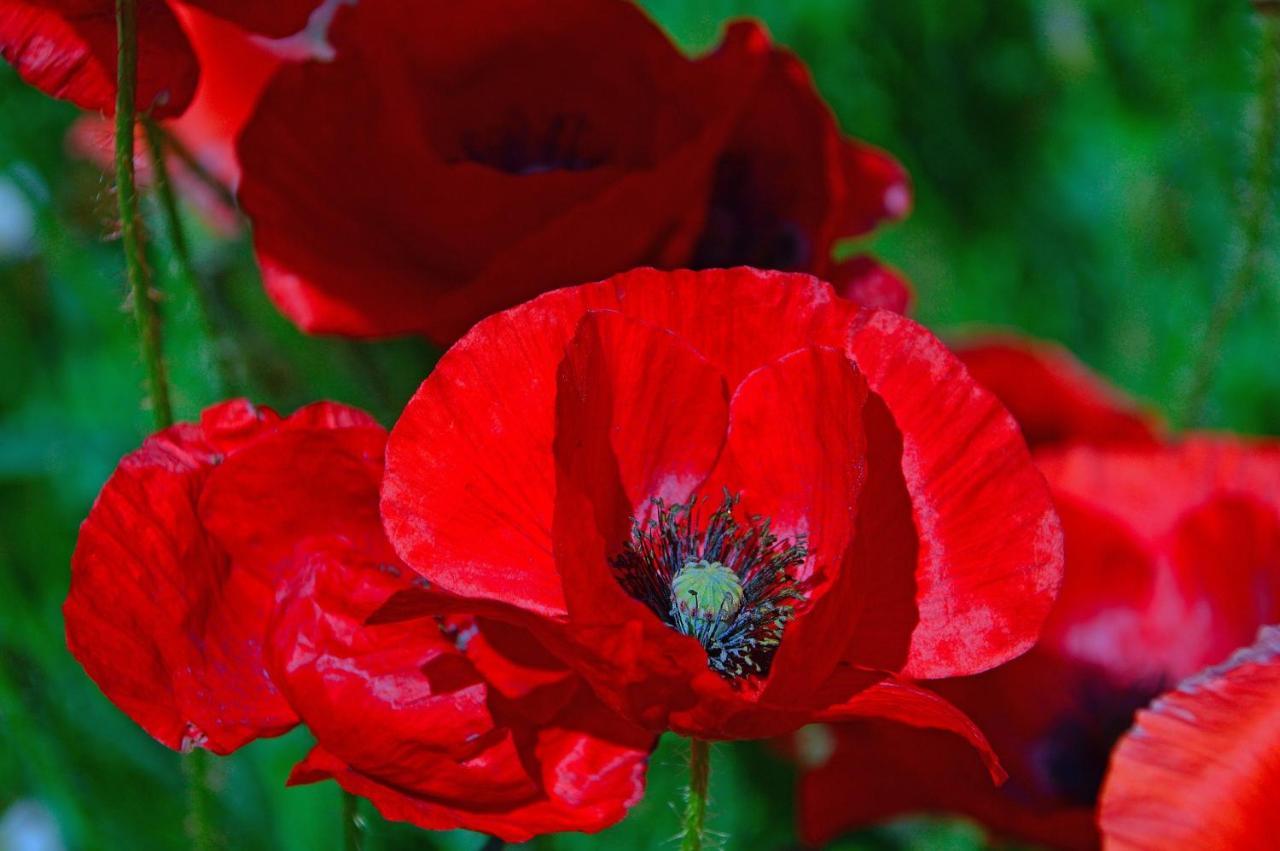 Poppy Flower Apartment Budapesta Exterior foto