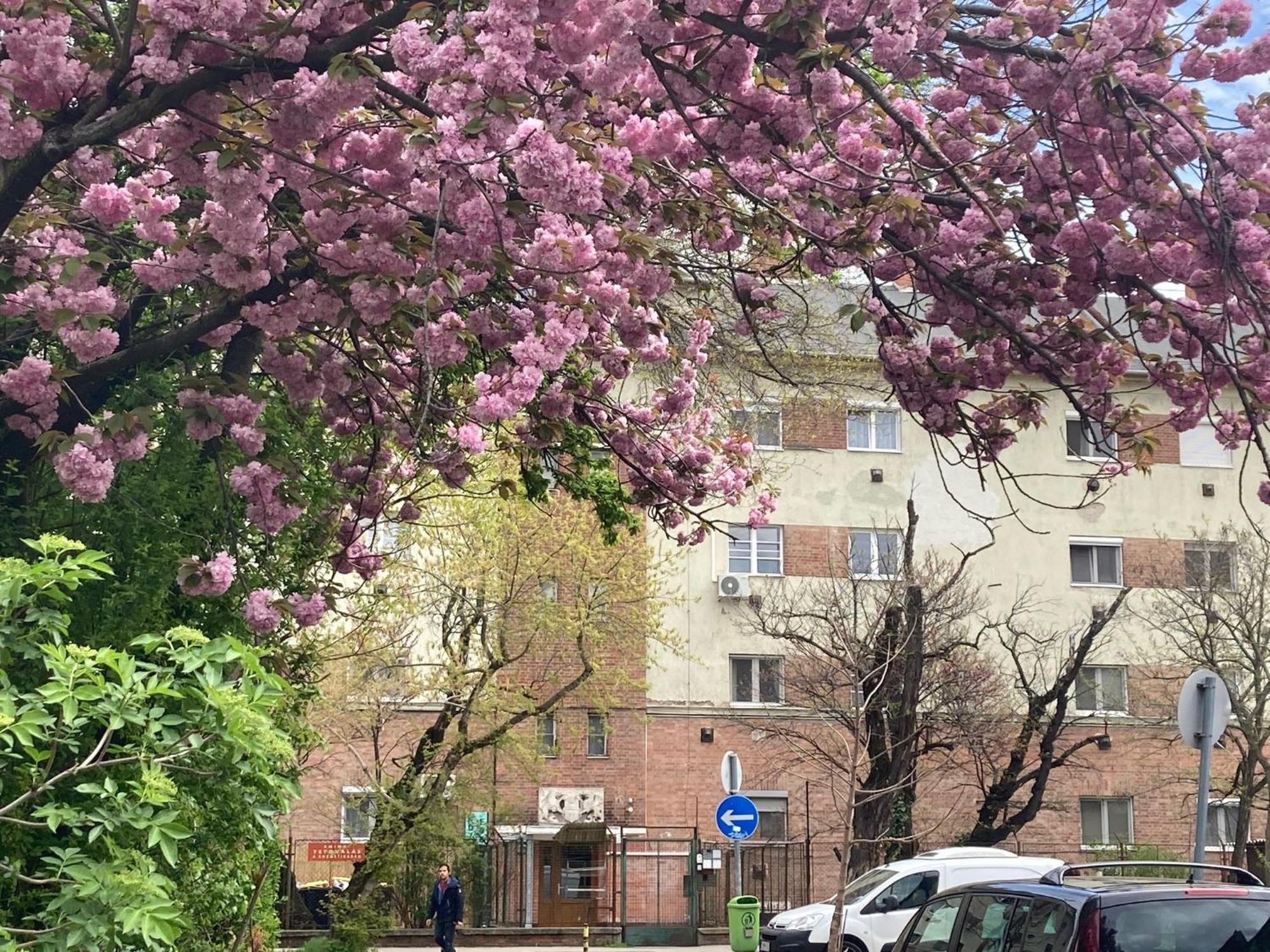 Poppy Flower Apartment Budapesta Exterior foto